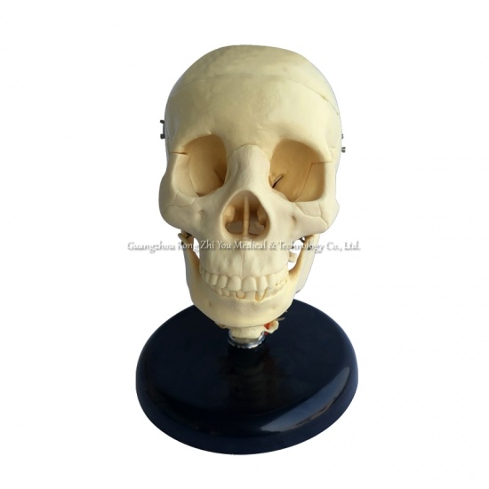 Skull Model With Cervical Spine