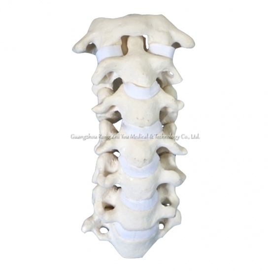 Spine-Cervical Training Model