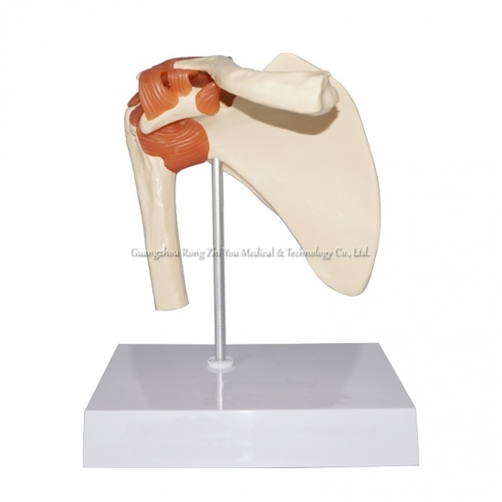 Shoulder Joint Model