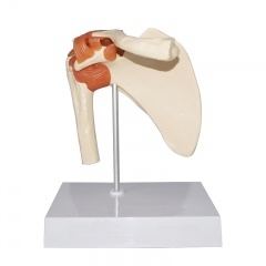 Shoulder Joint Model