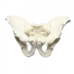 Human Pelvis Bone Model