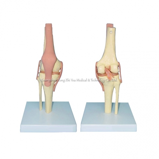Knee Skeleton Model