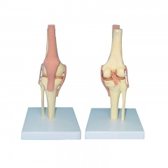 Knee Skeleton Model