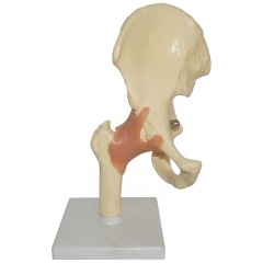 Human Hip Model