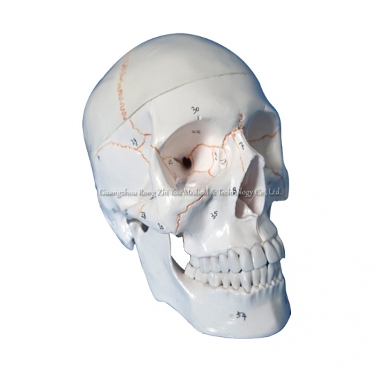 Skull Model With Number