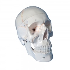 Skull Model With Number