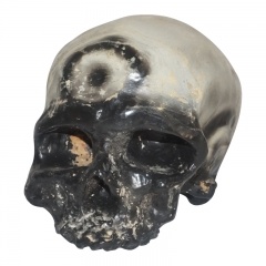 Life Size Skull Model