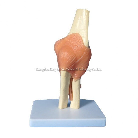 Elbow Joint Anatomical Model