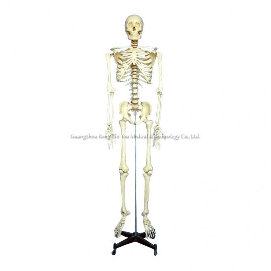 Human Skeleton Model
