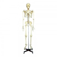 Human Skeleton Model