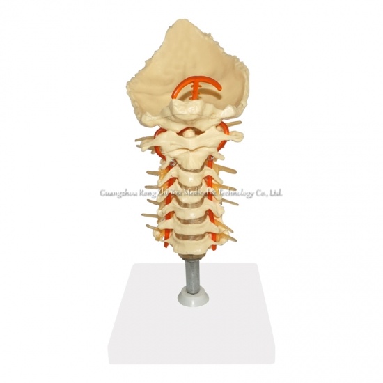 Cervical Spinal Column Model