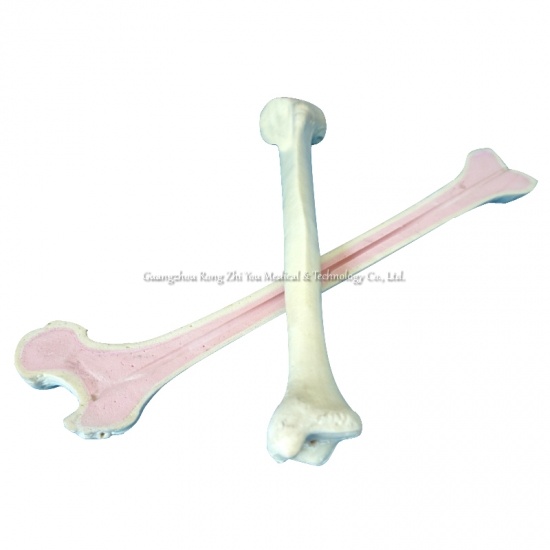 Surgery Practice Femur Model