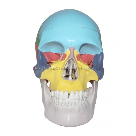 Colored Human Skull Model