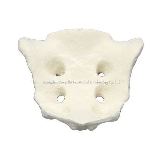 Bone Medical Sacrum Model