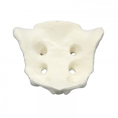 Bone Medical Sacrum Model