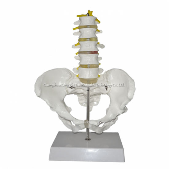 Pelvis Skeleton Model With 5 Lumbar Vertebra