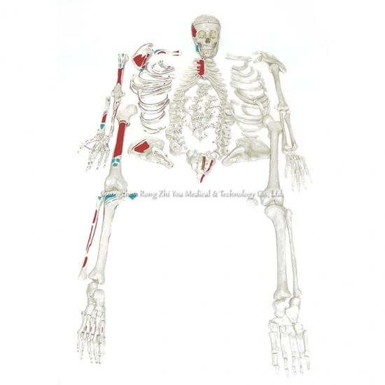 Disarticulated Skeleton Painted