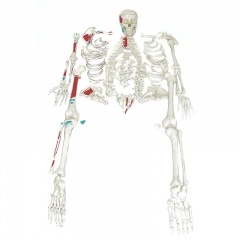 Disarticulated Skeleton Painted