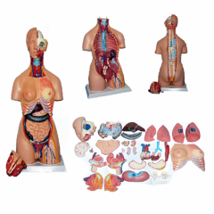 Human Torso