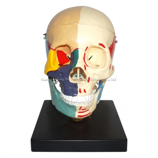 Human Skull Model