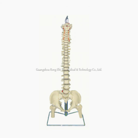 Medical Teaching Model