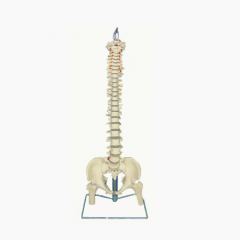 Medical Teaching Model