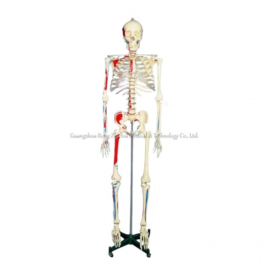 Human Skeleton Education Model