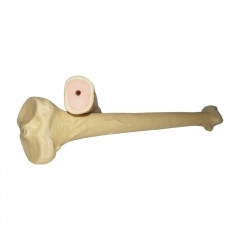 Tibia Bone for Doctor Teaching