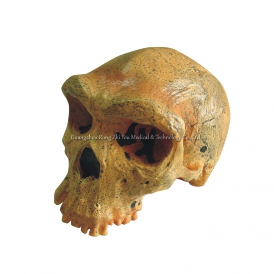 Skull Model