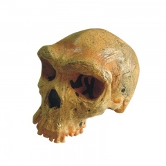 Skull Model