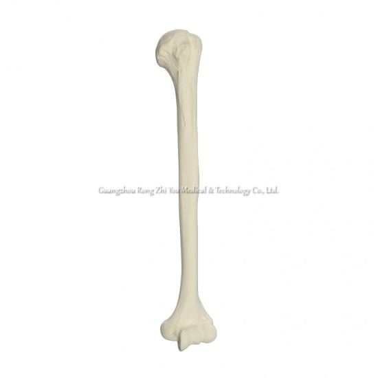 Foam Orthopaedic Simulated Humerus
