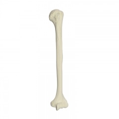Foam Orthopaedic Simulated Humerus