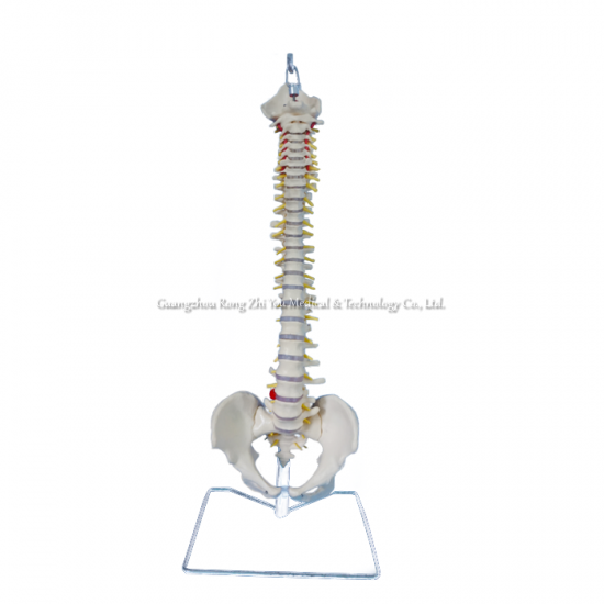 Flexible Vertebral Column