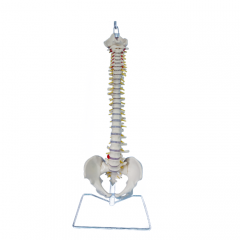 Flexible Vertebral Column