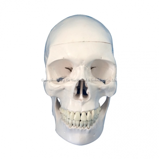 Medical Skeleton Skull Model