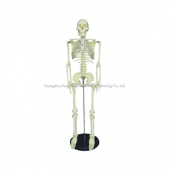 85cm Anatomical Human Skeleton Model