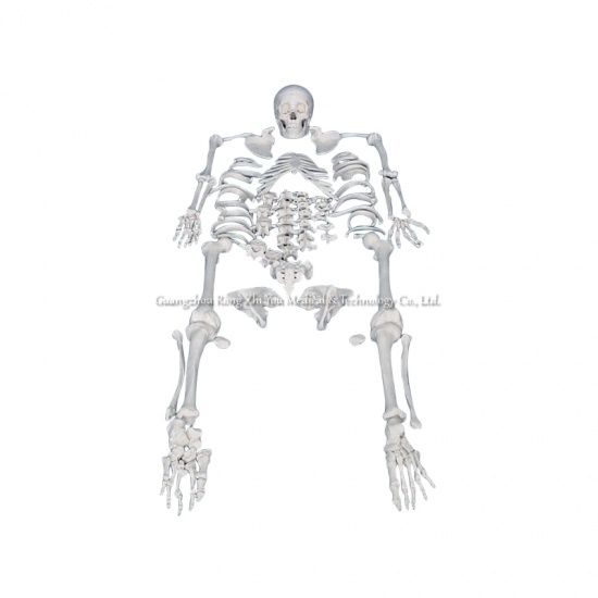 Disarticulated Human Skeleton