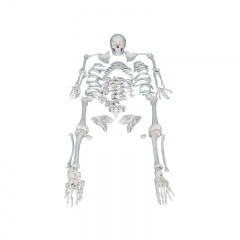 Disarticulated Human Skeleton