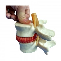 Vertebral Simulator Model
