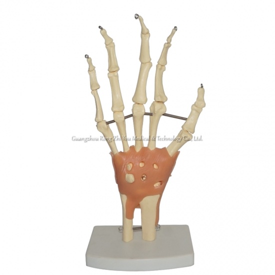 Human Hand Model