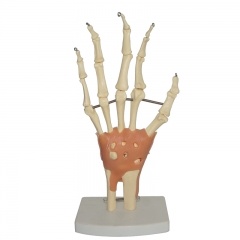 Human Hand Model