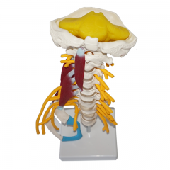 Life-size Cervical  Model