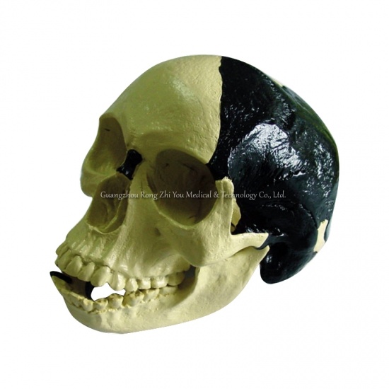 Skull Skeleton Models