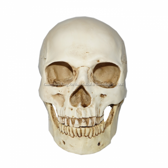  Life-size Skull Model
