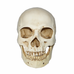  Life-size Skull Model