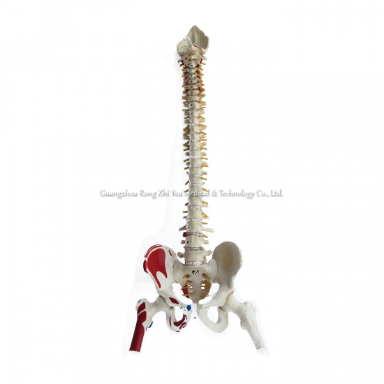 Flexible Vertebral Column Model