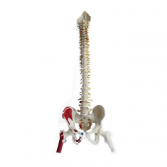 Flexible Vertebral Column Model