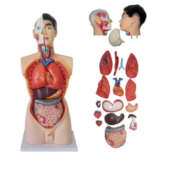 85CM Male Torso 19 Parts