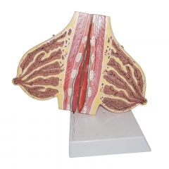 Lactating Breast Anatomical Model