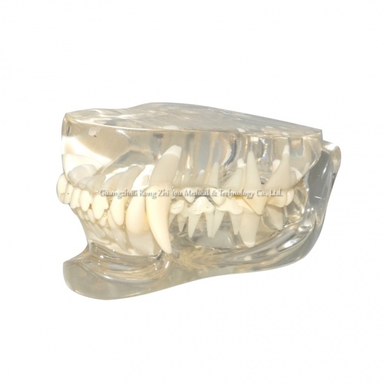 Crystal Dog Teeth Model